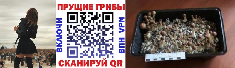 Галлюциногенные грибы Psilocybine cubensis  Бирюч 